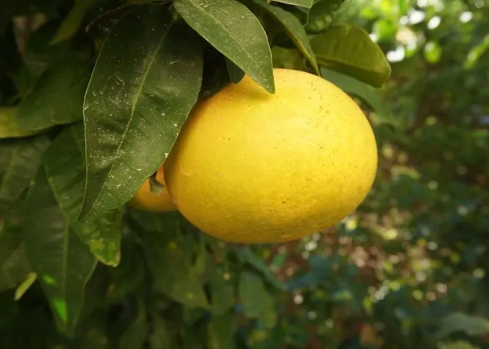 Cyprus Harbour View キレニア