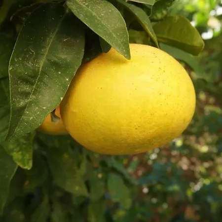 Cyprus Harbour View Κερύνεια